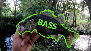 Gold Coast Bass fishing in a suburban creek