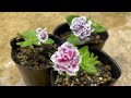 【ガーデニングを楽しもう！】enjoy gardening 　切り戻しや挿し芽をしてit is a video to increase flowers by cutting.y cutting.