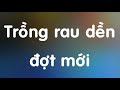 cách trồng rau dền hữu cơ tại nhà