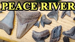 Florida Peace River Sharkteeth and Fossil hunting trip ! #fossils