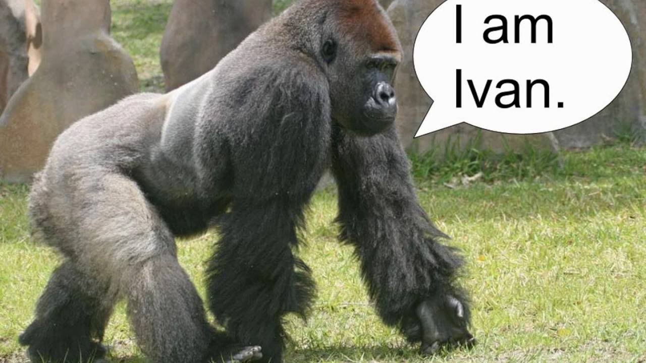 The One And Only Ivan Book Trailer Youtube