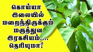 என்னது கொய்யா இலைல...  Koiya ilai benefits in tamil