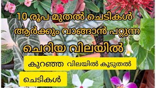 കുറഞ്ഞ വിലയില്‍ കൂടുതൽ ചെടികള്‍ (ആര്‍ക്കും വാങ്ങാൻ പറ്റുന്ന വിലയില്‍)