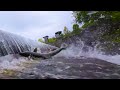 salmon seeson the best spots to watch the salmon return to issaquah creek 🐟