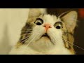 Animaux les plus drôles 2024 😂 Chats drôles 🐱 | Vidéos d'animaux drôles 2024