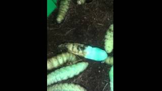 Hornworm changing skin into a pupae