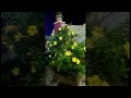 Allamanda Flowers | Flowering Plant | Ornamental Yellow Flower 🌼 | Shorts | NanthuVlogs | Outdoor