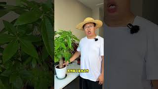 发财树 不能浇水太多，告诉你两个养植技巧。Don’t water the money tree too much. Here are two tips for growing it.#花卉绿植 #盆栽