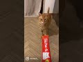 はじめてのちゅーる！【猫動画】 shorts cat なんでやねん