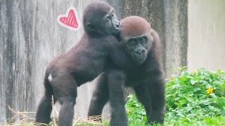 看著小金剛Jabali與Ringo一起吃飯好療癒🦍👶🏻Love to watch little gorillas Jabali and Ringo eating together