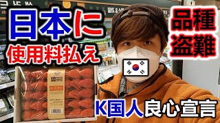 韓国パクリ。日本のイチゴ農家に使用料も払わずに？！韓国人ビックリ！改訂種苗法成立がもっと早かったら良かったのに！シャインマスカット・イチゴ・紅はるかサツマイモ。切りがなくて驚きました。