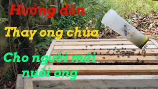 Hướng dẫn cách thay ong chúa cho người mới nuôi ong.