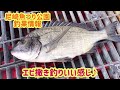 エビ撒きでハネファイト！fishing max武庫川店