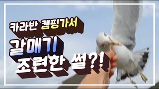 #9 카라반 캠핑가서 갈매기 조련 한 썰!? OOO하나면 갈매기와 교감 성공??