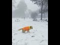 australian golden retriever discovers snow for the first time