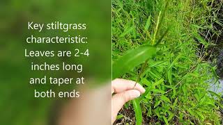 Invasive Stiltgrass in Maine