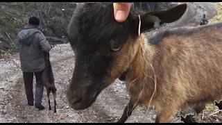 Ni donirana koza neće u tuđu štalu