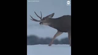 Deer startled after shedding its antler