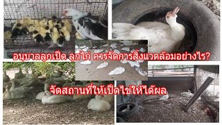 อนุบาลลูกเป็ด ลูกไก่ควรจัดการสิ่งแวดล้อมอย่างไร จัดโรงเรือนให้แม่เป็ดฟัก ติดต่อโฆษณา 093-2646406