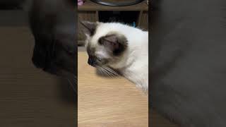 ラグドールのたぬきみたいな子猫が眠い！？　#cat #kitten #ragdoll #アライグマ #こねこ #たぬき #ねこ #ラグドール #ラグドール子猫 #ねこのいる生活