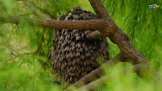 Belajar Dari Lebah #alam #lebahmadu #alamsemenit #siotan