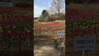 おかばる花公園を歩く　大分スポーツ公園そば　大分市　大分県