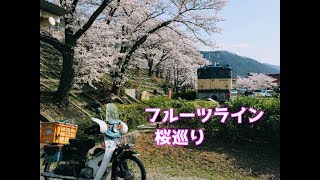 カブ70で山梨フルーツラインの桜巡りツーリング 慈雲寺イトザクラ 乙ヶ妻しだれ桜