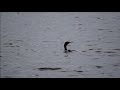 Cormorant Diving at Rye Harbour