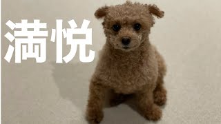 タイルマットを敷いたら喜びに満ち溢れた犬【トイプードル 】（A dog that loves carpets）