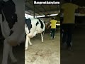 55 extraordinary quality cow biggest milk capsty topbreed topqualty shorts manpreetdairyfarm cows