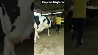 55+ extraordinary quality cow biggest milk capsty topbreed topqualty #shorts Manpreetdairyfarm #cows