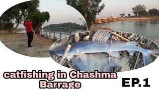 singara fish in Chashma Barrage Pakistan amazing big fish,9 November/2020 EP 2