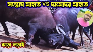 সন্তোষ মাহাত vs দামোদর মাহাত কাড়া লড়াই মিশিরডি ১ নম্বর কাড়া লড়াই kara lorai