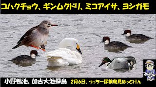 恐るべし！珍鳥ギンムクドリと日本最南端越冬コハクチョウ、ヨシガモ、ミコアイサ等の野鳥観察、小野鴨池と稲美町加古大池、うっちー探検発見ほっとけん、2月6日午後