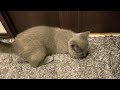 飼い主がトイレをしているとドア下から猫の手が・・・【ブリティッシュショートヘア】