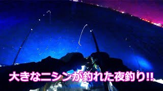 【北海道石狩湾・小樽釣り】小樽港で大きなニシンが釣れた夜釣り!!　2024.12.29　北国の生活（ニシン、投光器、自動シャクリ機、サビキ釣り）