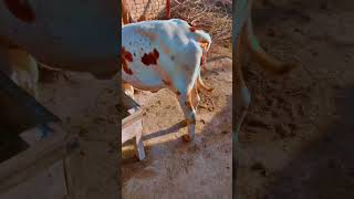 Cholistani cows || Cow video || Bachhri ki video || Nasli cows|| cow lovers || cow farming