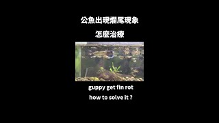 how to solve guppy fin rot? #shorts #guppy #finrot