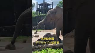 多摩動物園　アフリカゾウの砥夢君（とべ動物園出身）