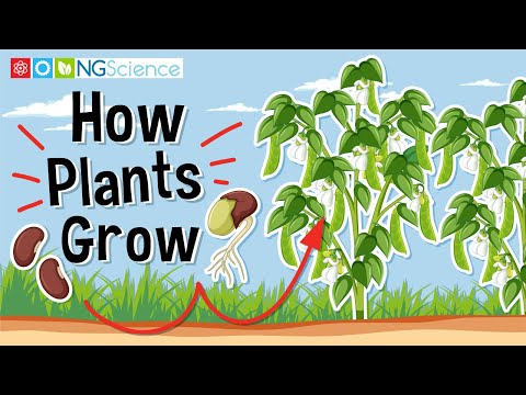 What is the process by which plants?