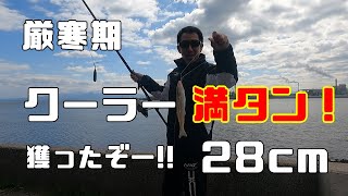 【厳寒期のキス釣り】クーラー満タン‼連掛け炸裂。獲ったぞー28ｃｍ‼