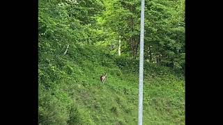 北海道では結構な頻度で野生動物と遭遇する-3