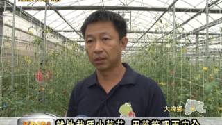 雲林新聞網-大埤溫室介質小蕃茄