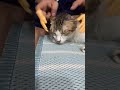 貓咪按摩 cat massage 猫のマッサージ 고양이 마사지