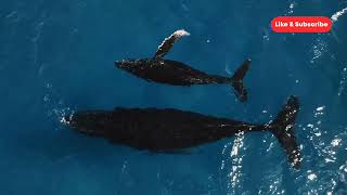 Whale Wonders: Fun Facts You Didn't Know! #whales #funfact #aquarium #marinelife #documentary #fish