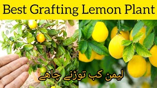 Best Variety of Grafting Lemon Plant in My Garden China Grafting is Best