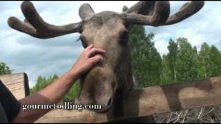 gourmetodling klappar älg i Värmland