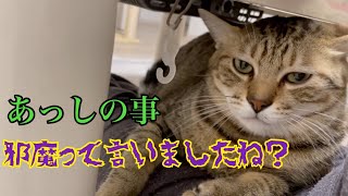 飼い主の膝の上から絶対おりない猫がかわいい！