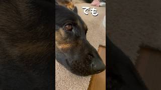 【かわいいシェパード】眠いけどなかなか眠れないシェパード #germanshepherd #大型犬 #シェパード #shorts