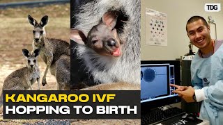 Kangaroo Embryos Made with IVF: What It Means for Conservation